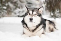 Snowdogs Support Life, Kirklees Auction