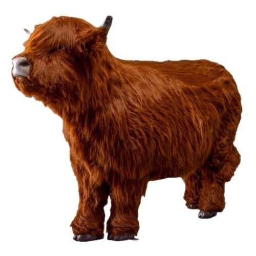 Hairy Highland Coo