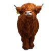 Hairy Highland Coo - 2