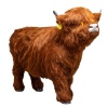 Hairy Highland Coo - 3