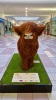 Hairy Highland Coo - 4